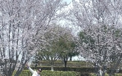 野花日本免费完整版高清版动漫